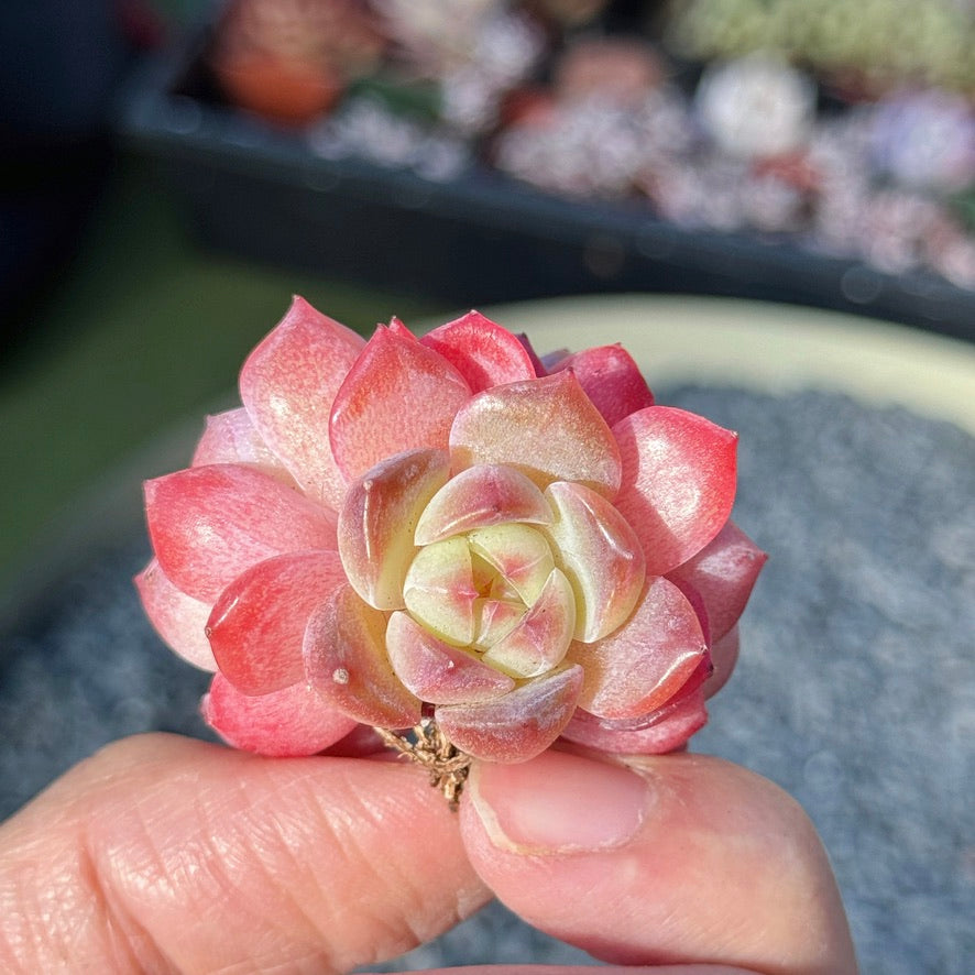 Echeveria Rosé Succulent Plant D