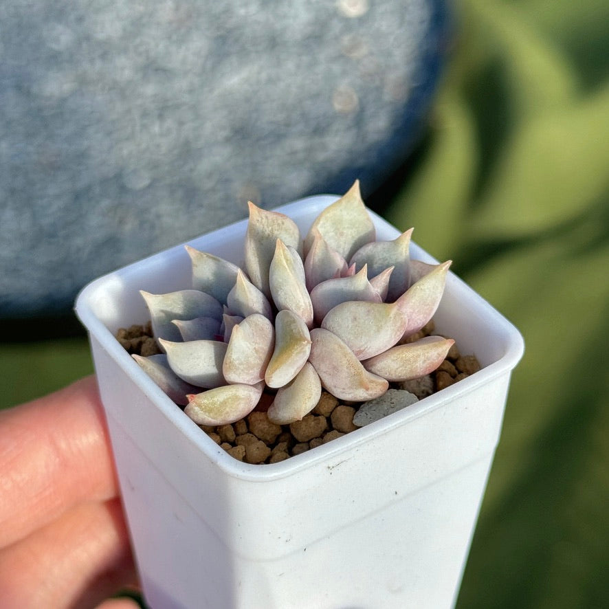 Echeveria Pastel Leon Korean Succulent Plant