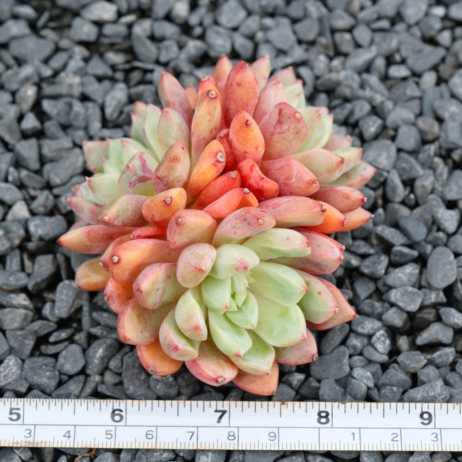 Big Echeveria Echo cluster Imported Succulent Plant