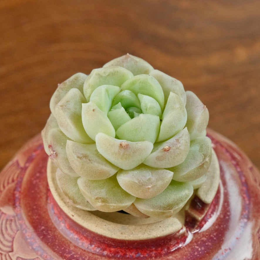 Echeveria Ice Castle Korean Succulent Plant Changhee hybird