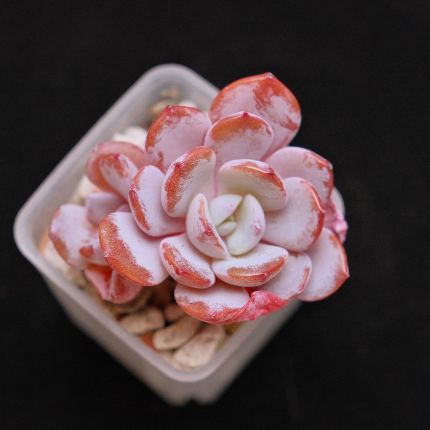 Echeveria Ice Purple Korean Succulent Plant