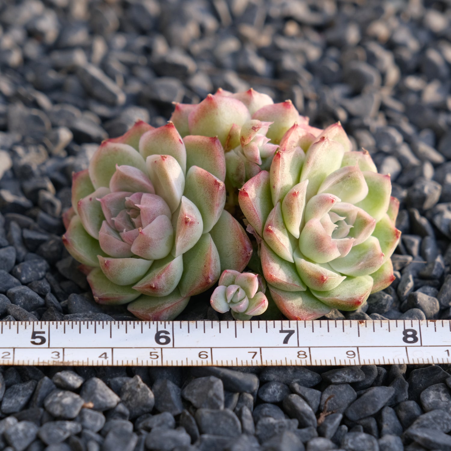 Echeveria Pink Shadow Korean Succulent Plant