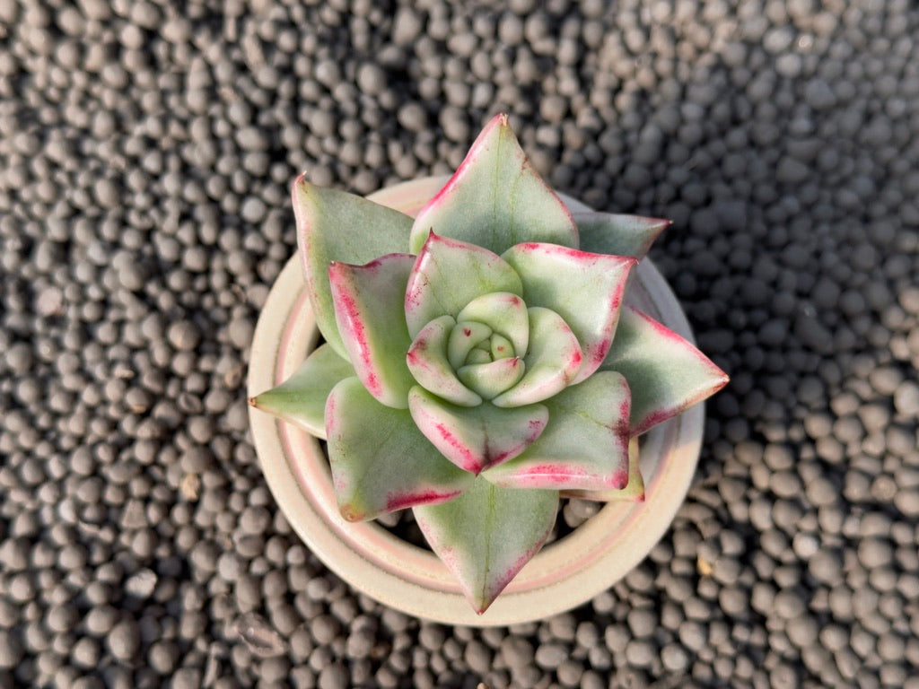 Variegated Echeveria agavoides Korean Succulent Plant
