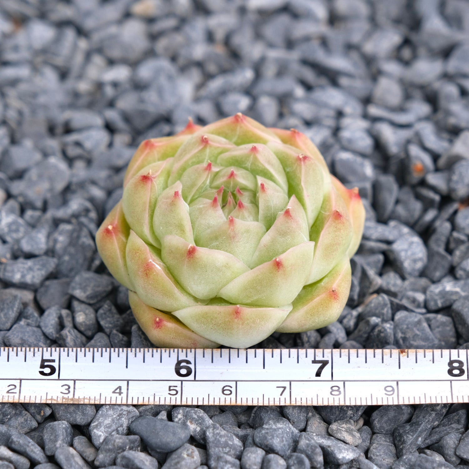 Echeveria Malgan Imported Succulent Plant
