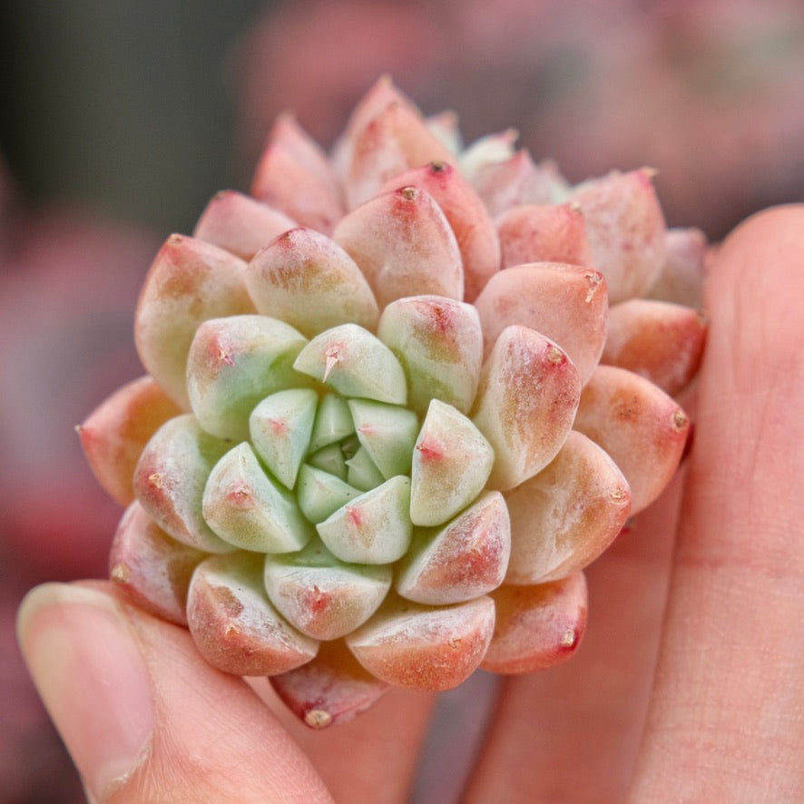 Echeveria Alba Beauty Imported Succulent Plant
