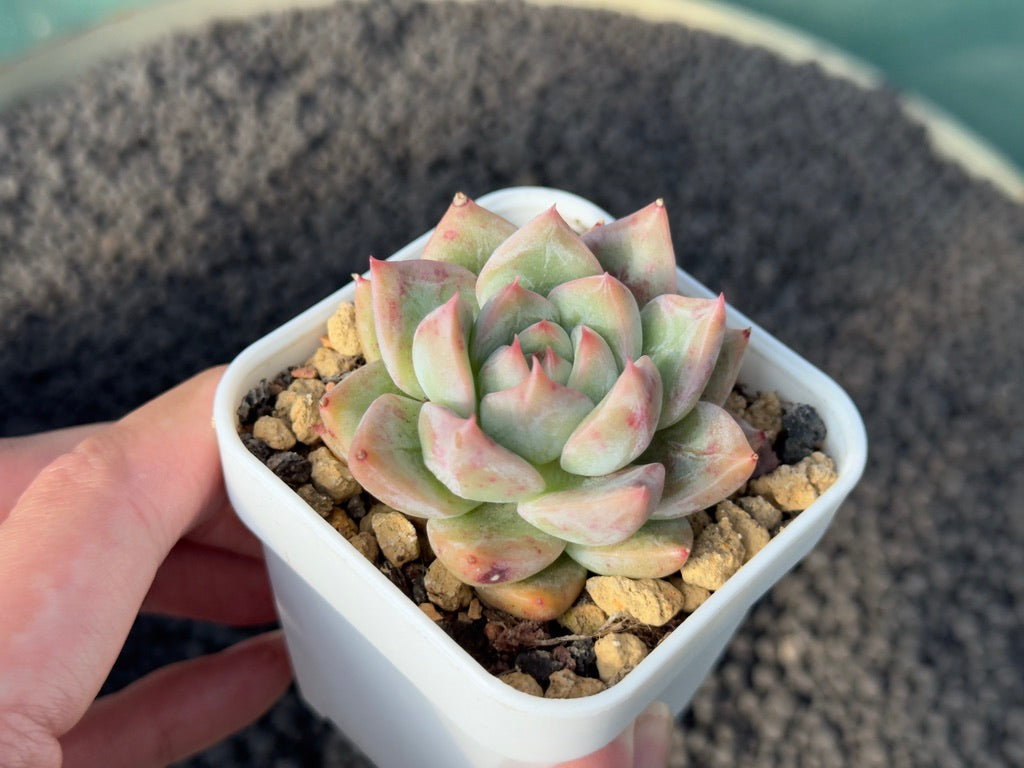 Echeveria Riddick Korean Succulent Plant Mam & Sister Hybrid