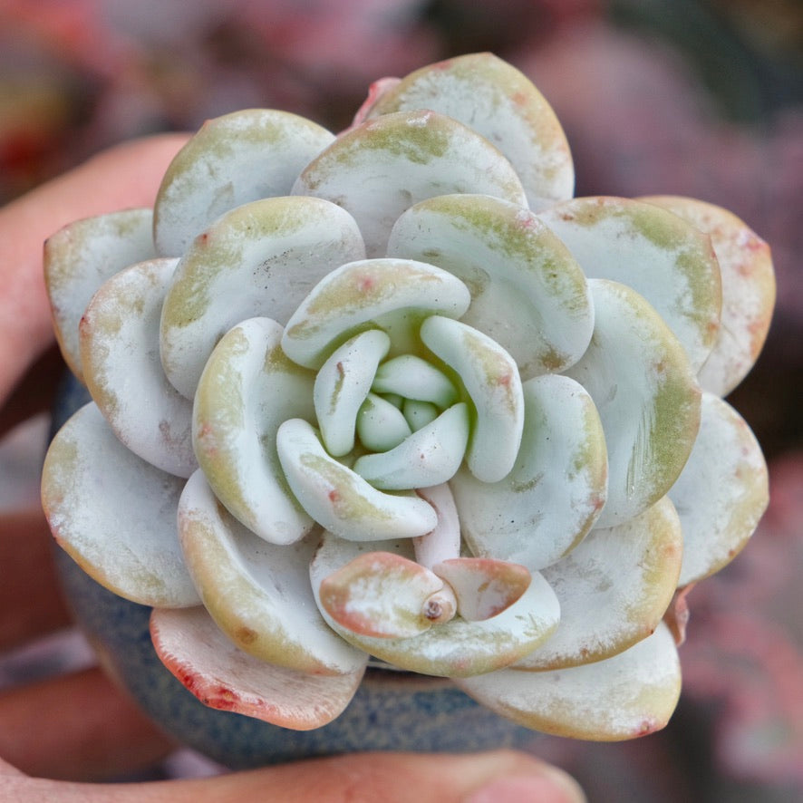 Echeveria laui Imported Succulent Plant