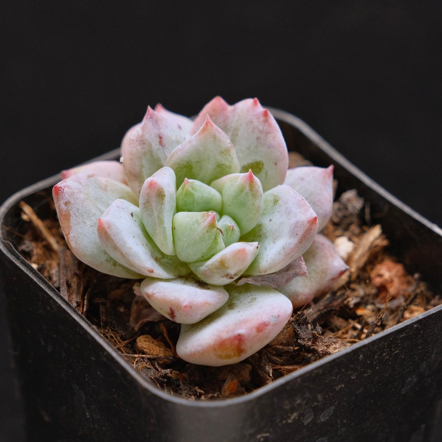 Small Monstrose Echeveria Bluebird Korean Succulent Plant