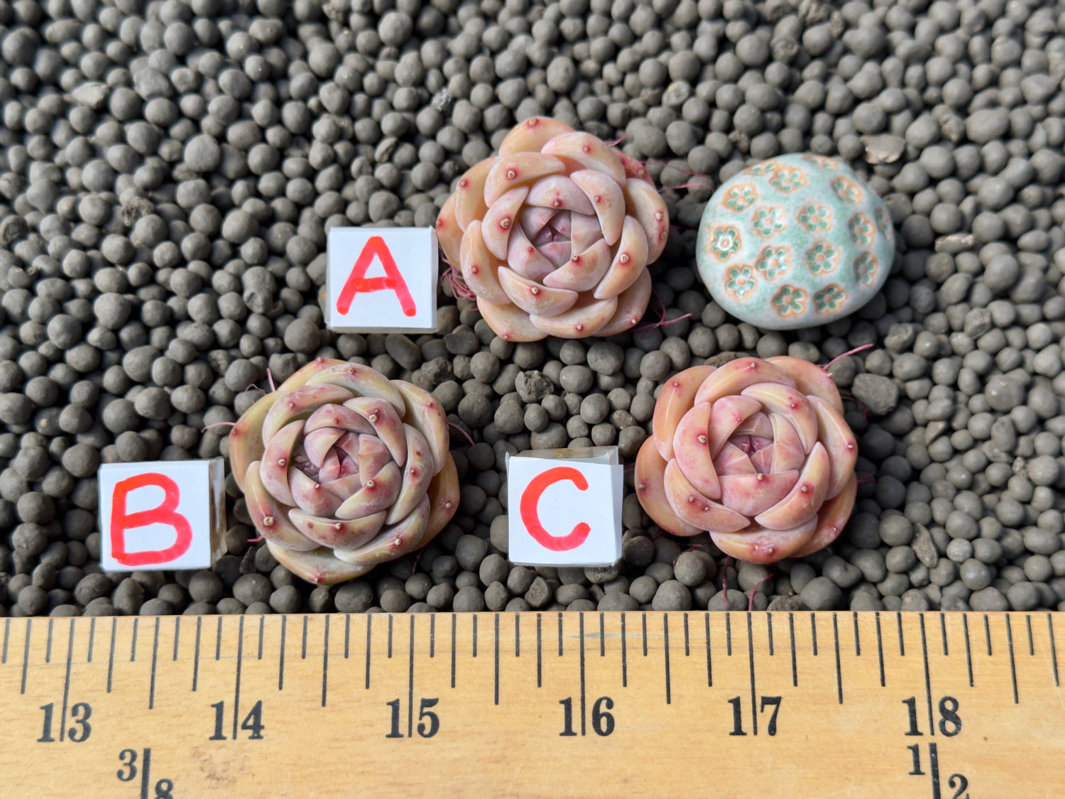 Echeveria Queens Rose x Monroe Imported Succulent Plant