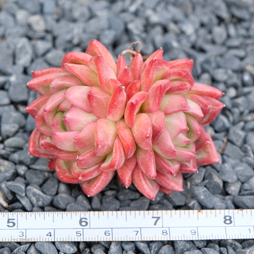 Echeveria Floriditi Imported Succulent Plant