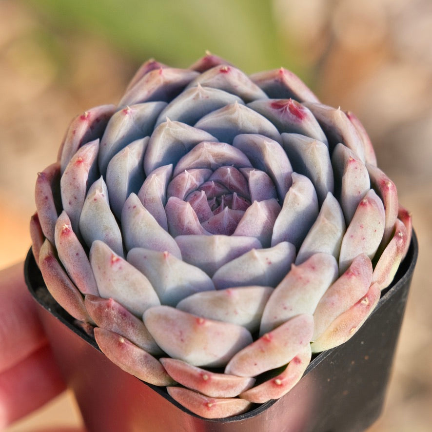 Echeveria Chaumet Korean Succulent Plant Rare