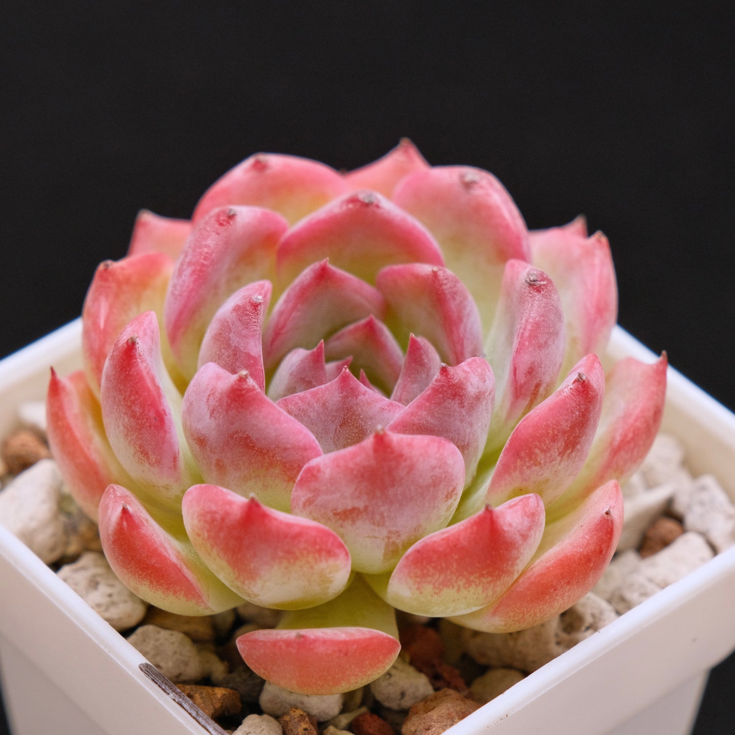 Echeveria Keralean Korean Succulent Plant