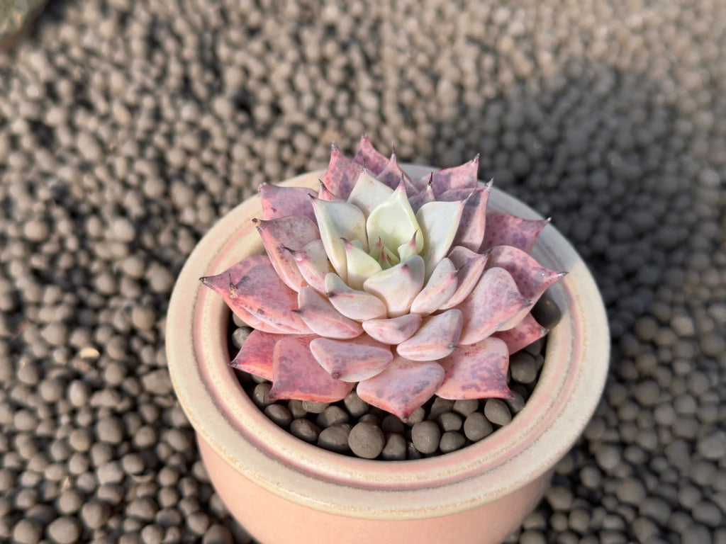 Echeveria Black Ball Korean Succulent Plant