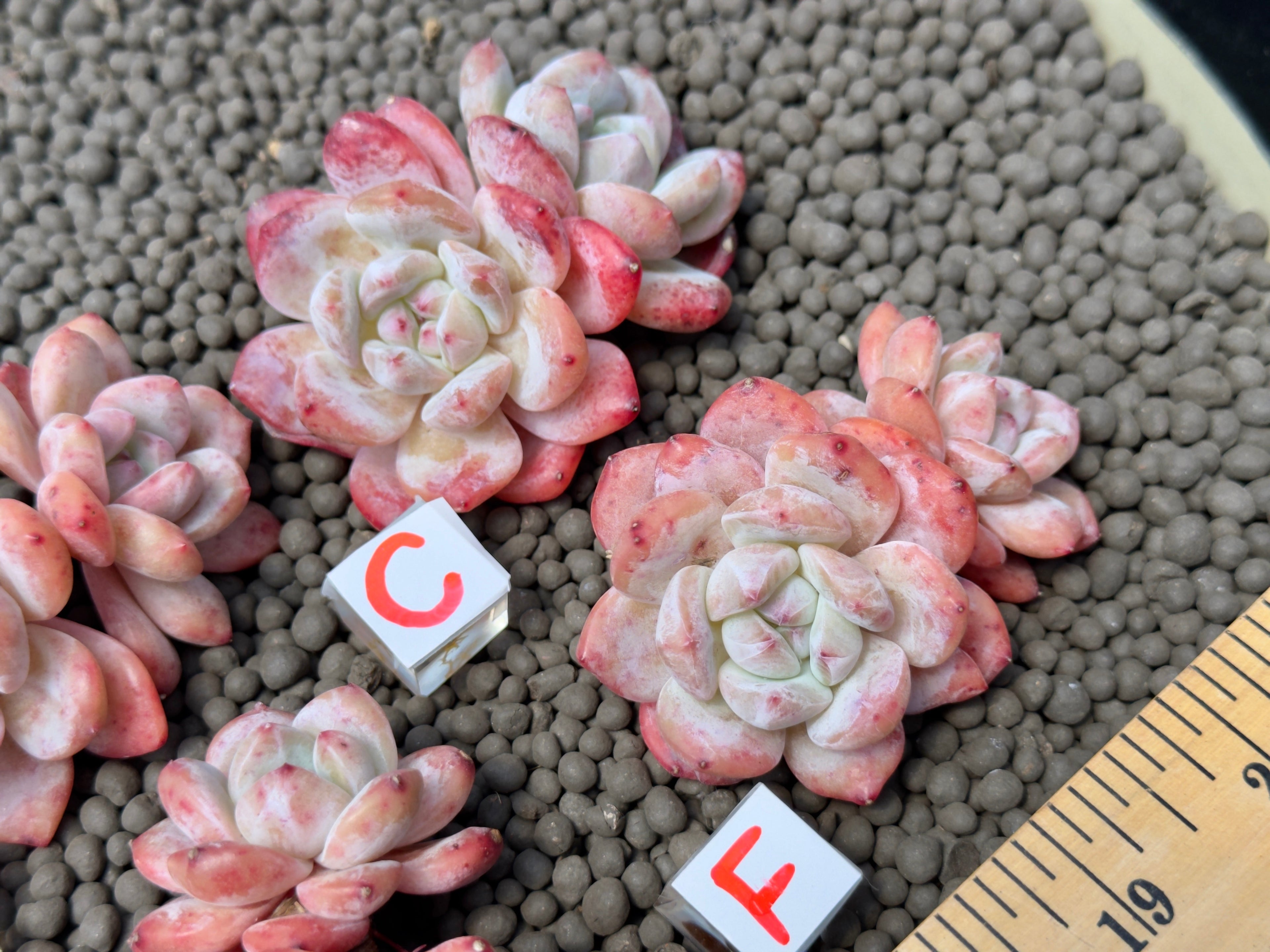 Double Echeveria Monroe Imported Succulent Plant