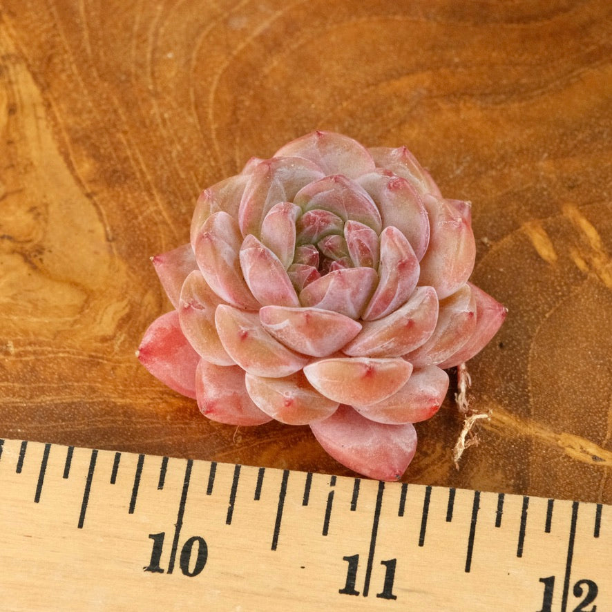 Echeveria Pink Amber Imported Succulent Plant