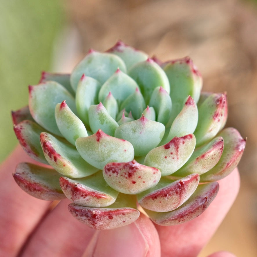 Echeveria Poison Korean Succulent Plant Rare Changhee hybrid