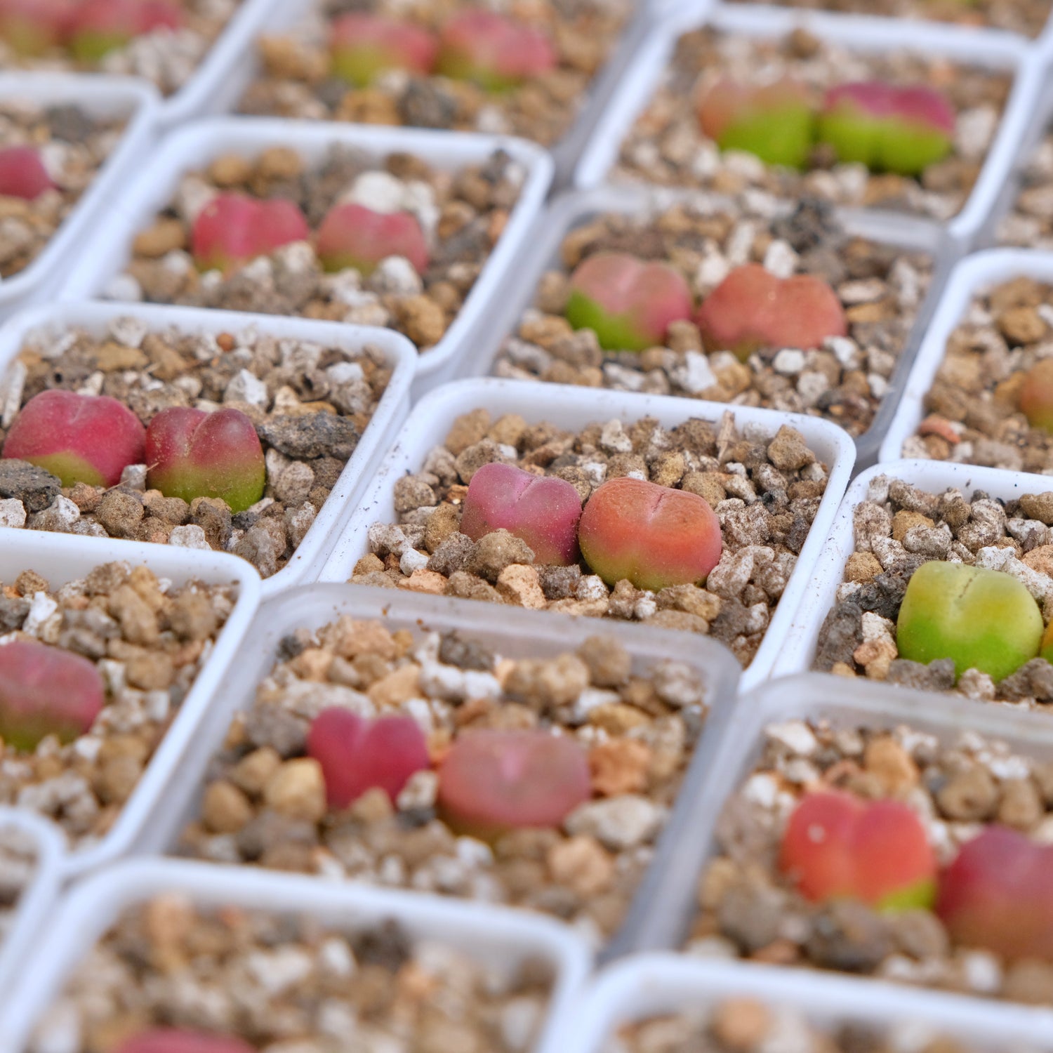 Conophytum maughanii (2 babies) Imported Succulent Plant
