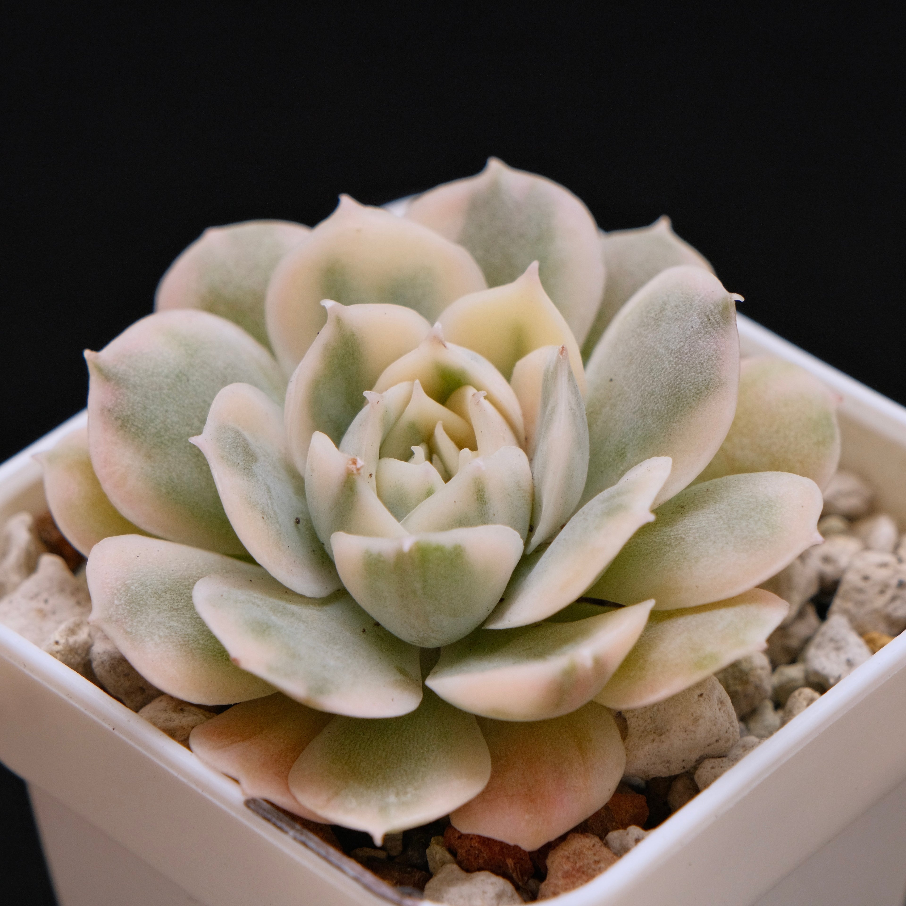 Variegated Echeveria Onslow Imported Succulent Plant