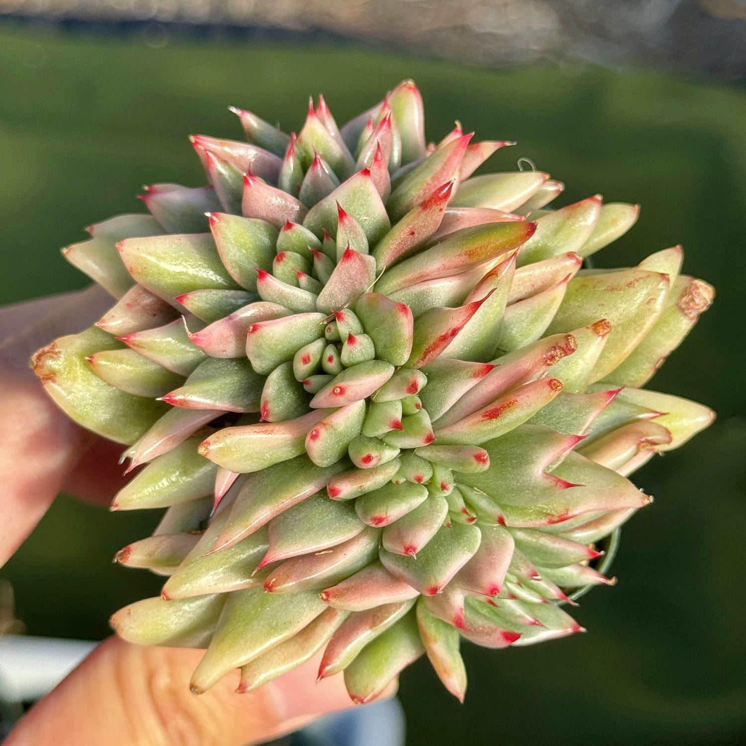 Variegated Echeveria Elkhorn cristata Korean Succulent Plant