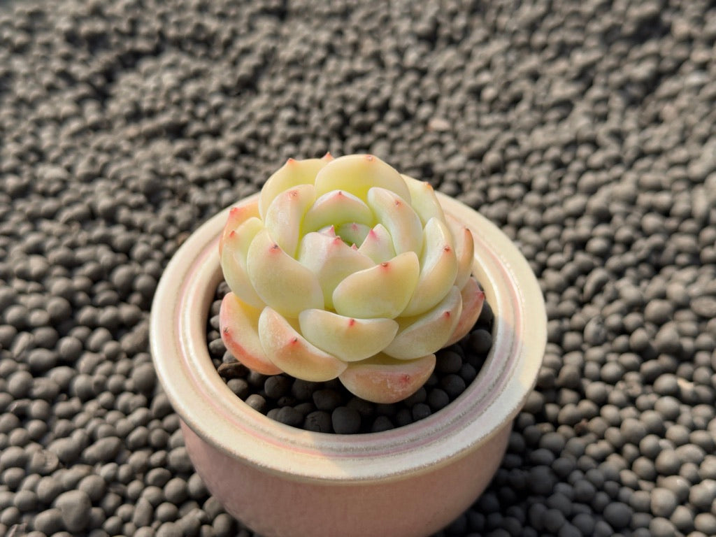 Echeveria White Crystal Rose Imported Succulent Plant