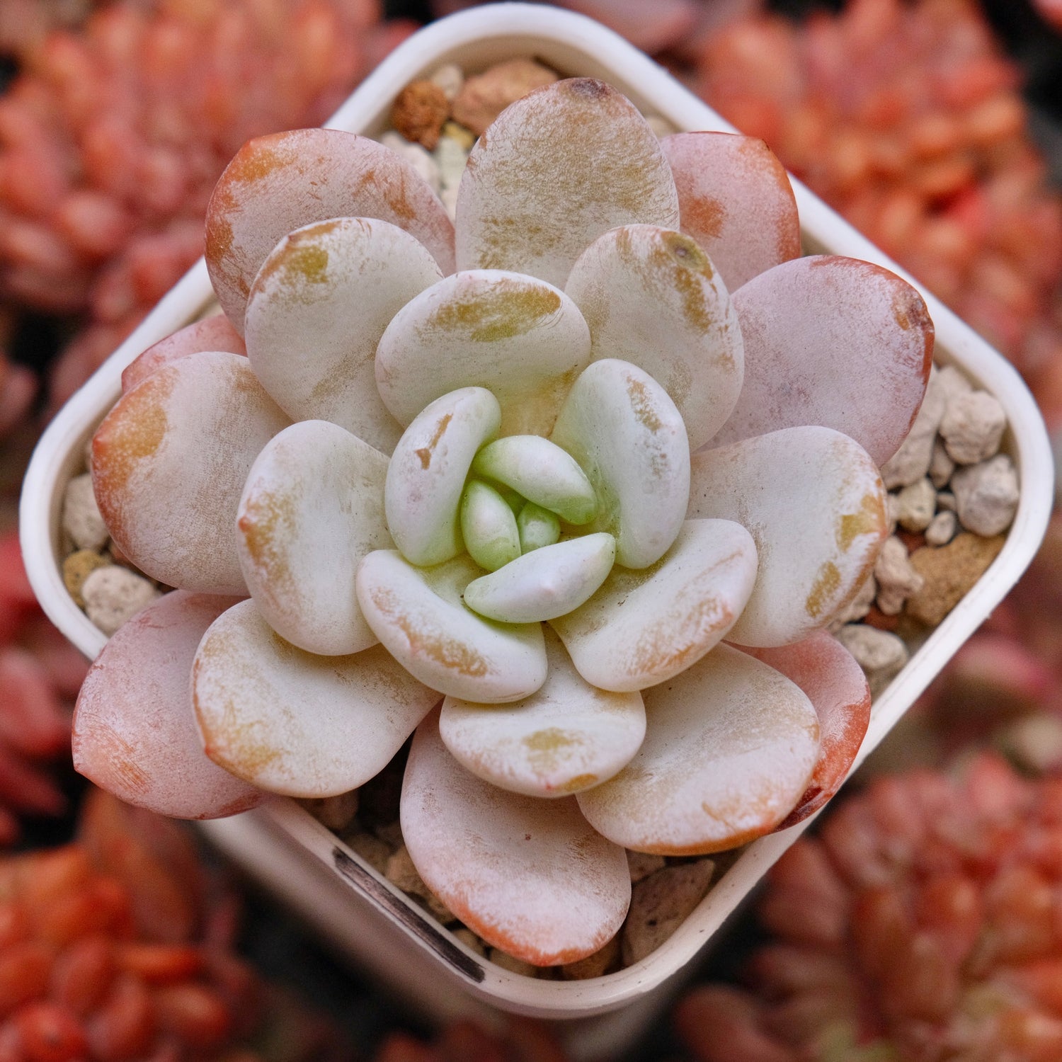 Echeveria laui Korean Succulent Plant