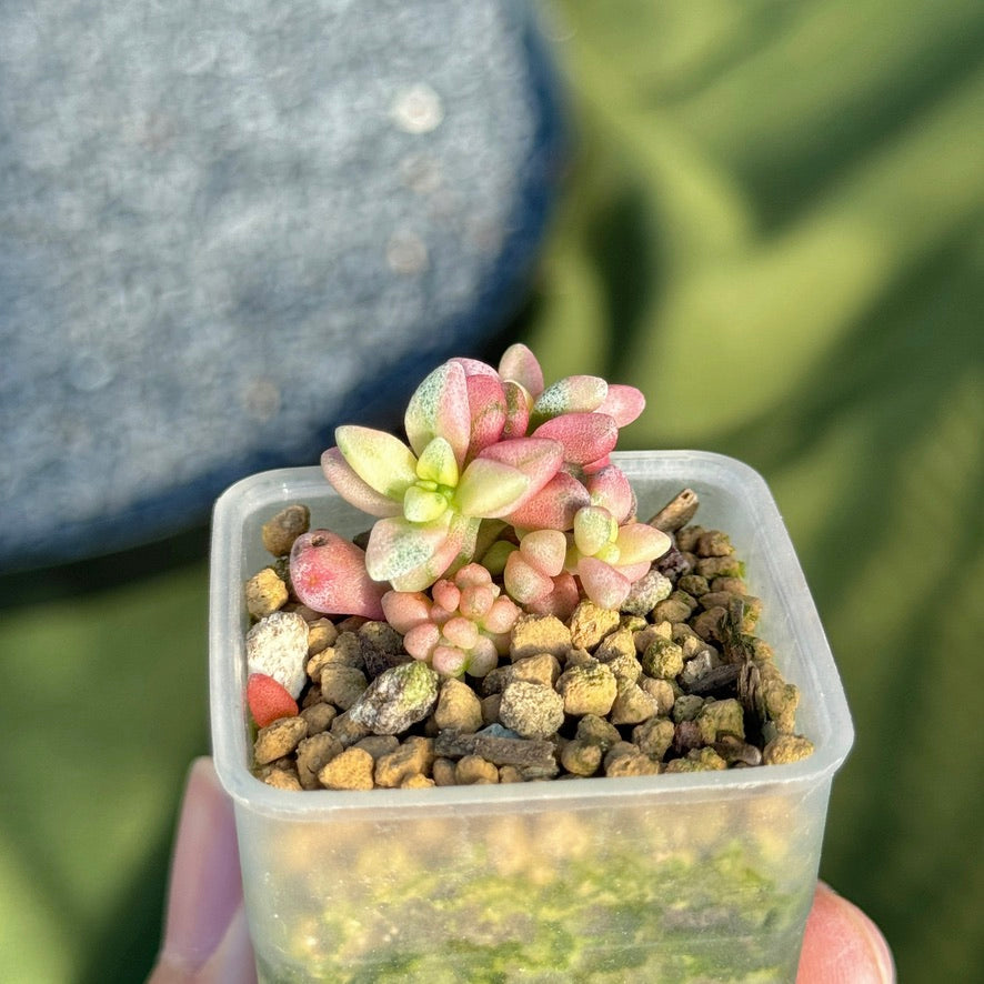 Variegated Crassula deltoidea babies Korean Succulent Plant