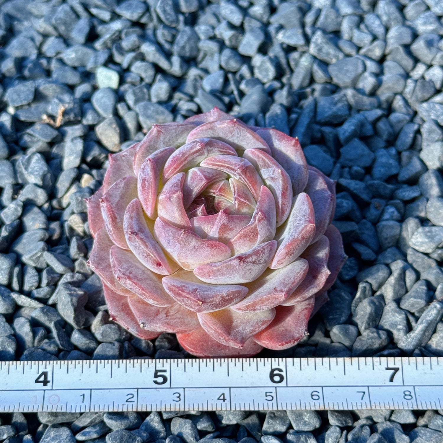 Echeveria Jelly Hybrid Succulent Plant B