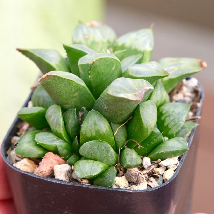Haworthia Byakuya Succulent Plant