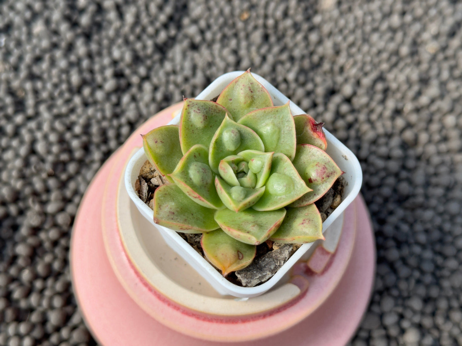 Echeveria Longissima Bumps Imported Succulent Plant