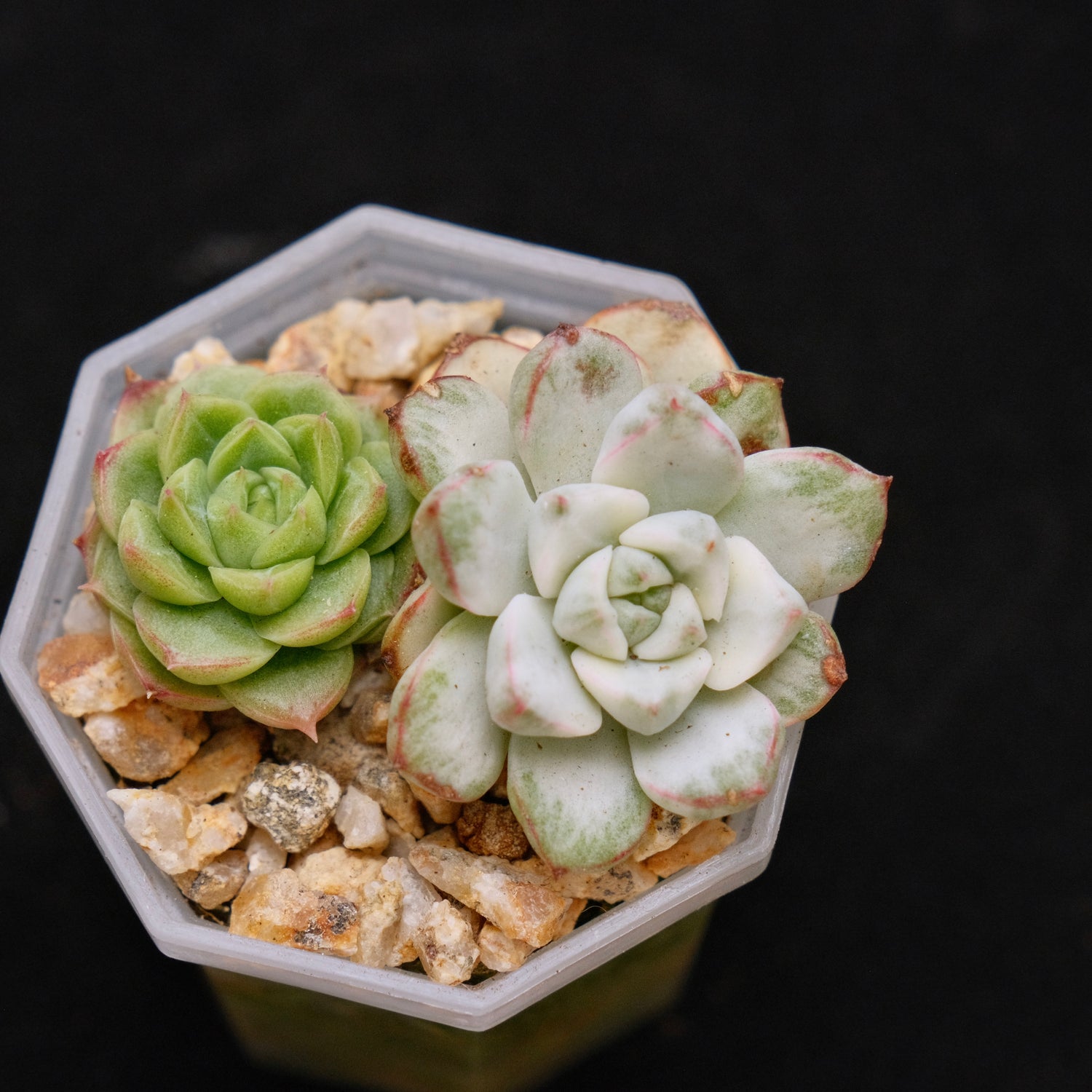 Variegated Echeveria Tango and Crystal Cream baby Korean Succulent Plant