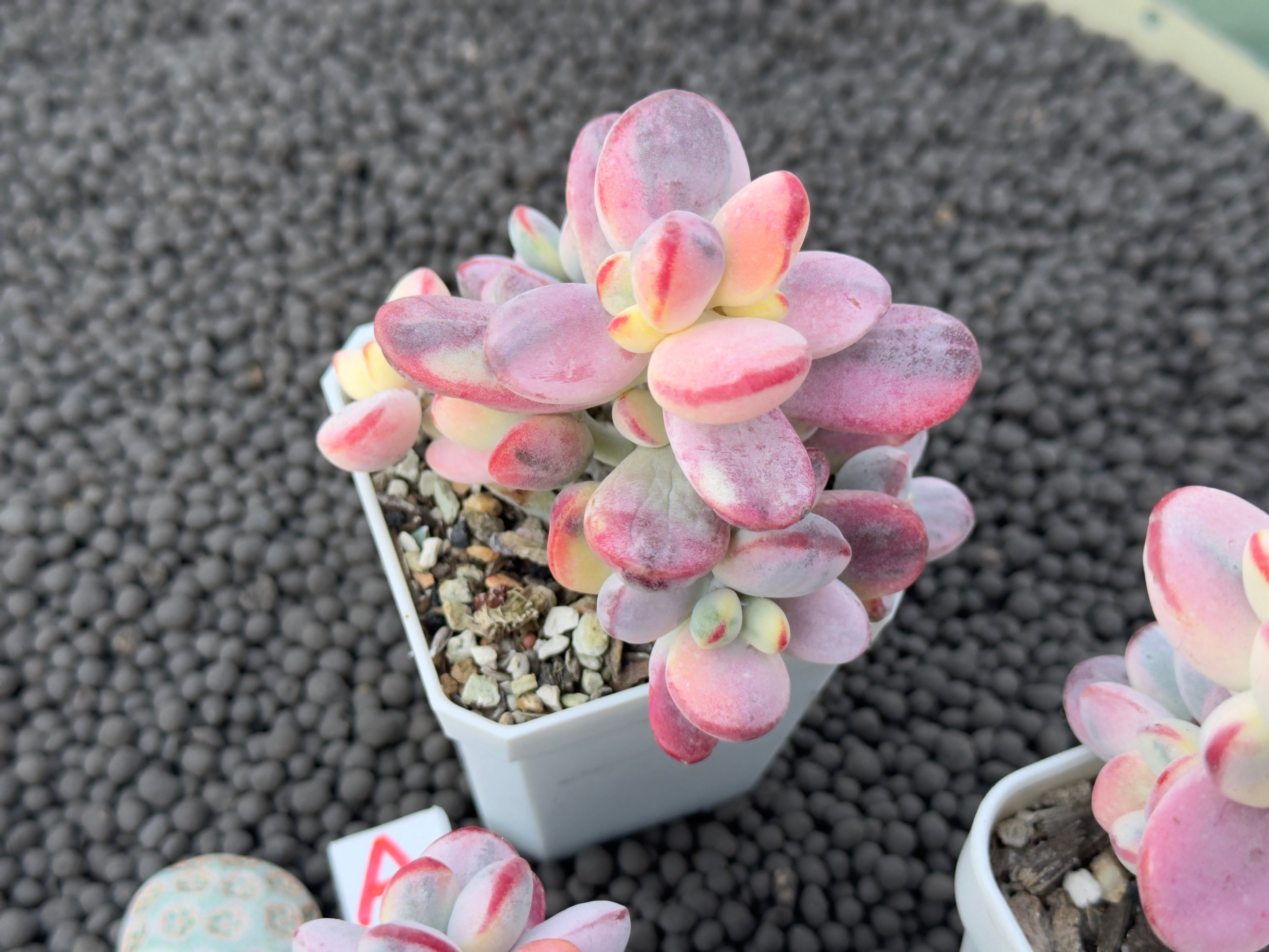 Variegated Cotyledon orbiculata Korean Succulent Plant