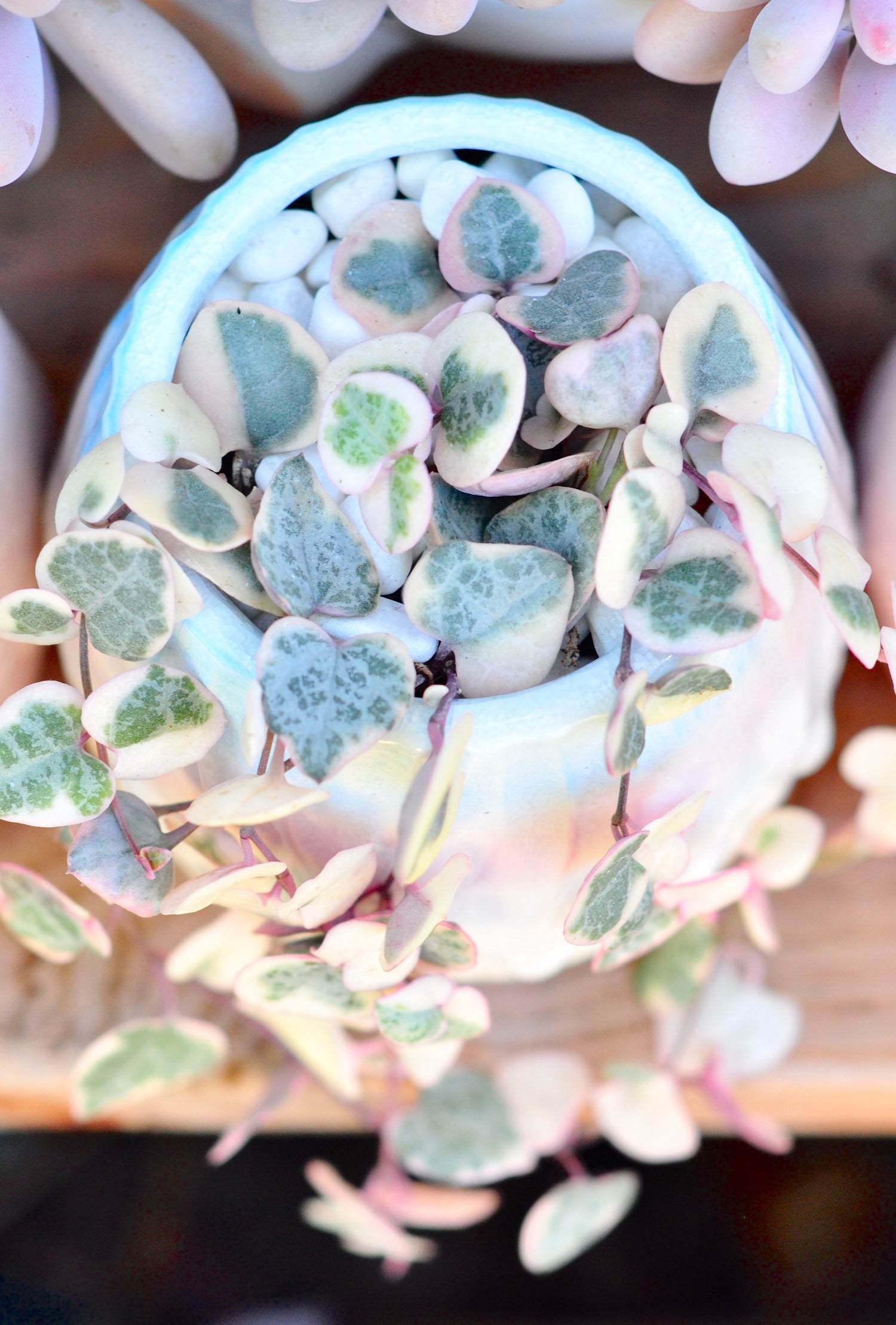 Variegated Hearts