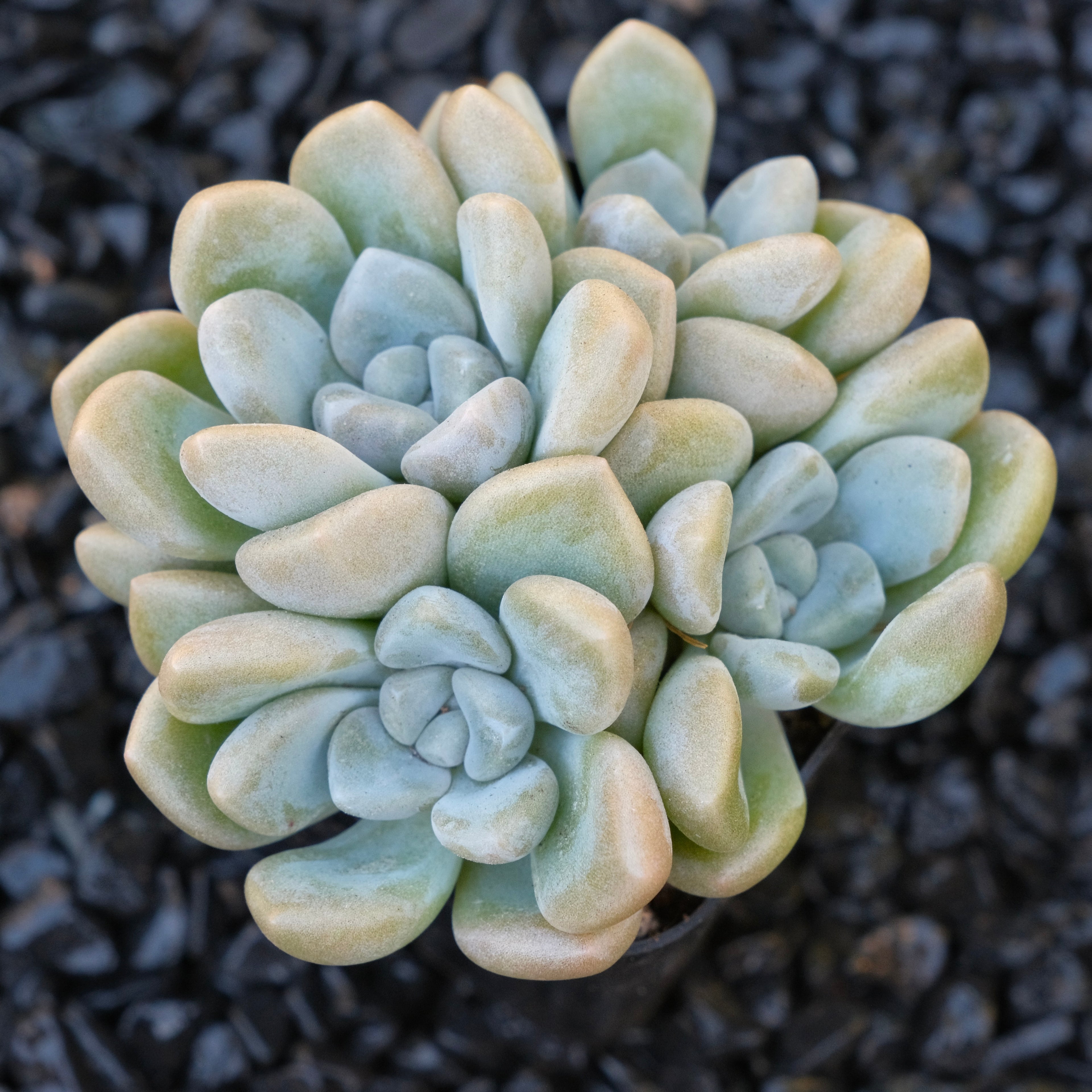 Graptophytum