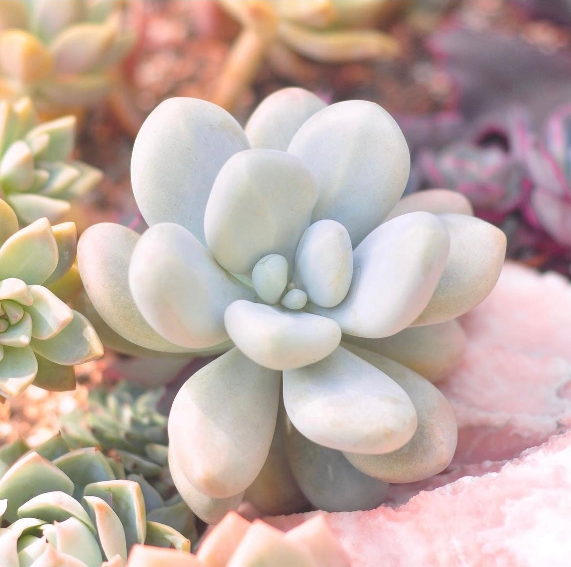 Chubby succulent