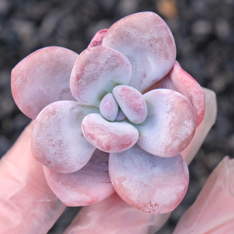 Pachyveria