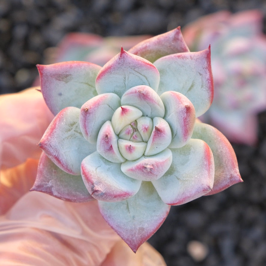 Echeveria