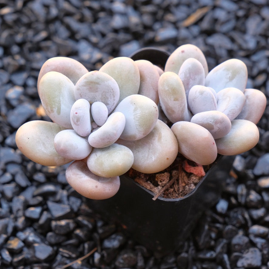 Pachyphytum