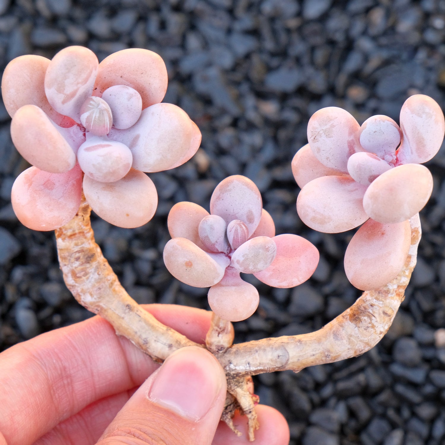 Graptopetalum