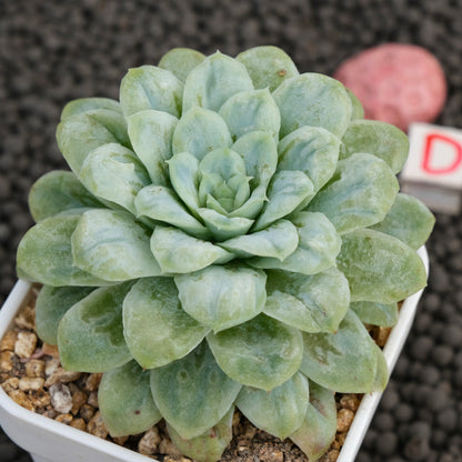 Big Echeveria Bubble Rose Imported Succulent Plant