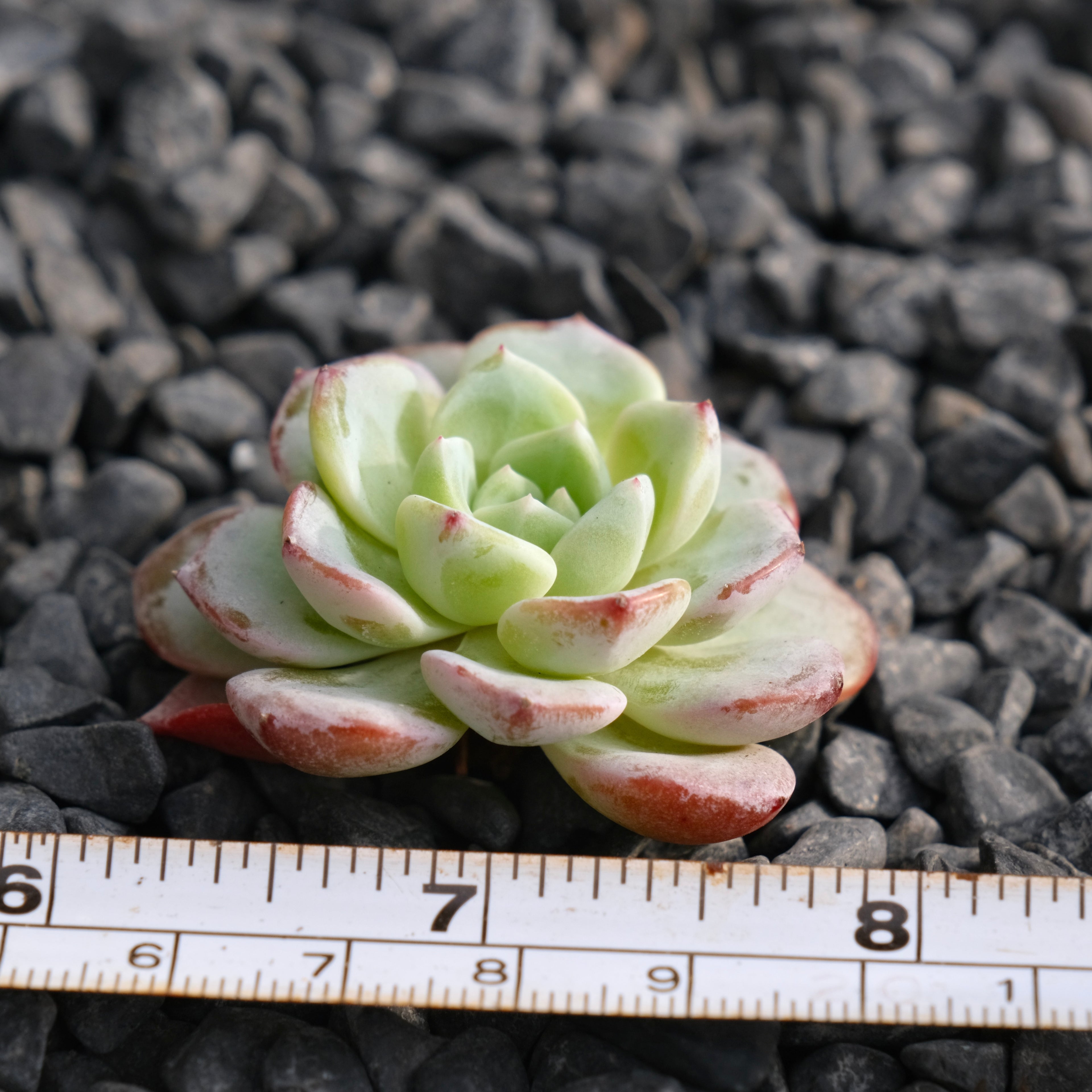 Echeveria Moby Dick Korean Succulent Plant Rare Hwaga hybrid