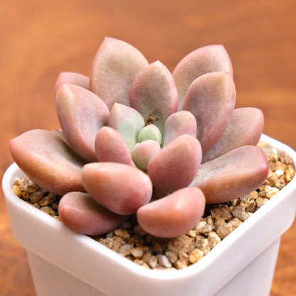 Graptopetalum Polari Heart Korean Succulent Plant