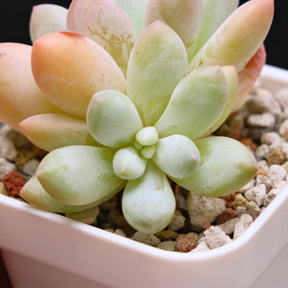 Pachyphytum Frevel Korean Succulent Plant