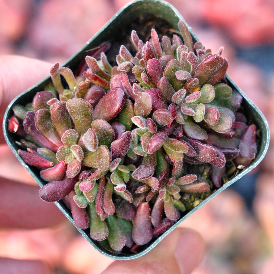 Crassula pubescens Succulent Plant