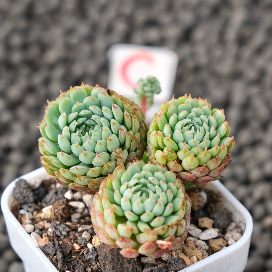 Echeveria Vincent Catto Imported Succulent Plant