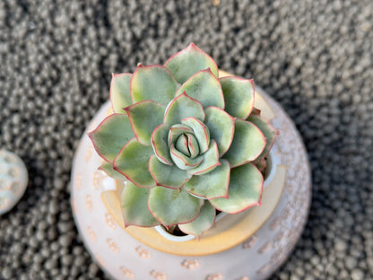 Variegated Echeveria Esther Succulent Plant