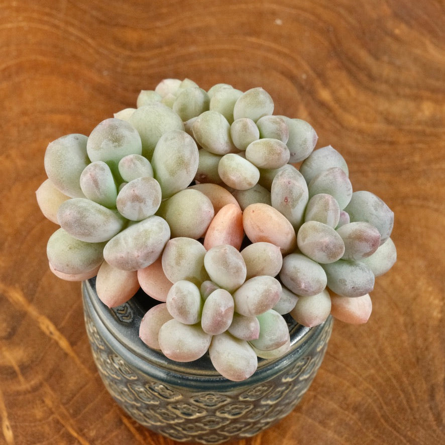 Pachyveria Honey Peach Imported Succulent Plant