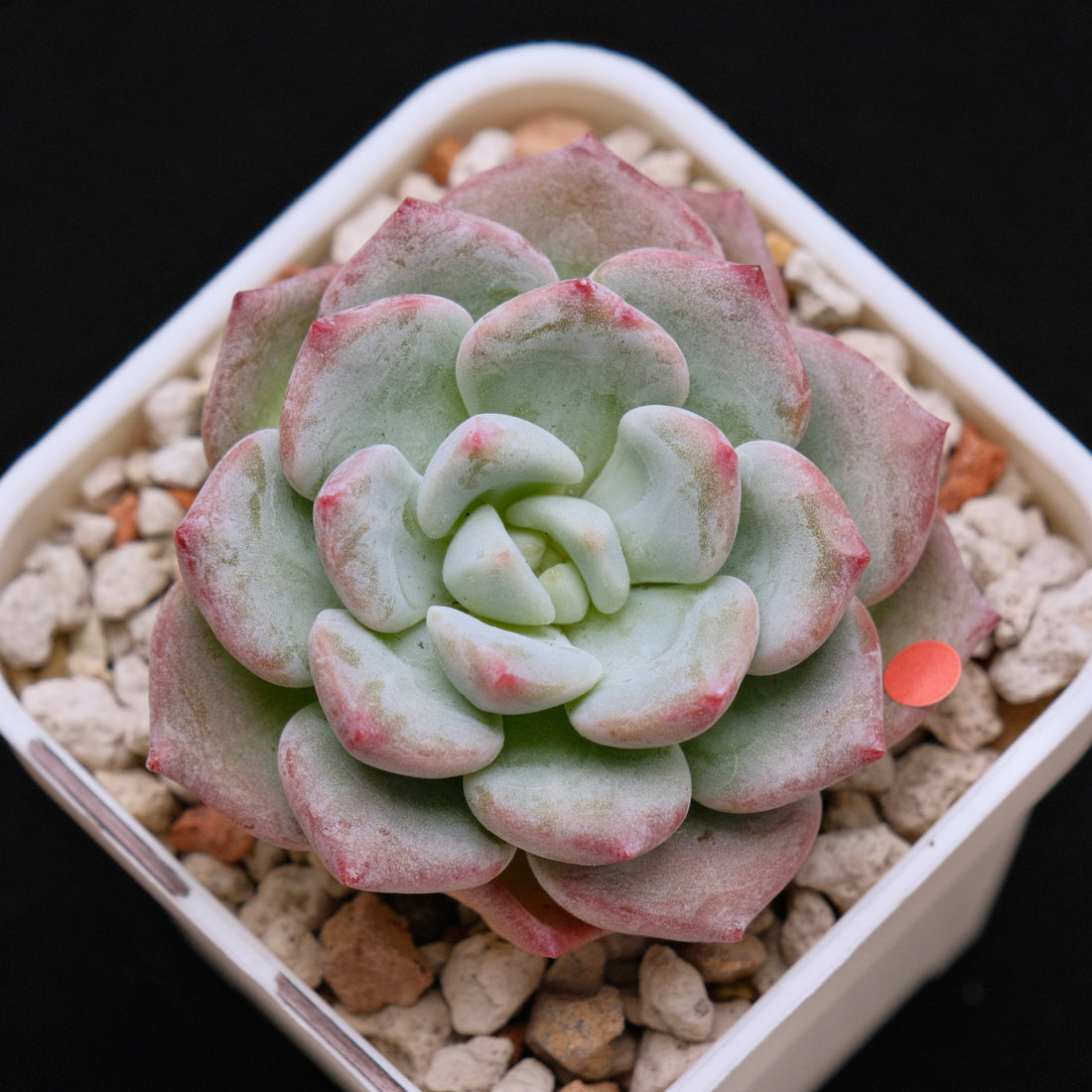 Echeveria Snow Mochi Imported Succulent Plant *New* 雪媚娘