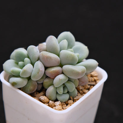 Graptoveria Omega Queen Korean Succulent Plant