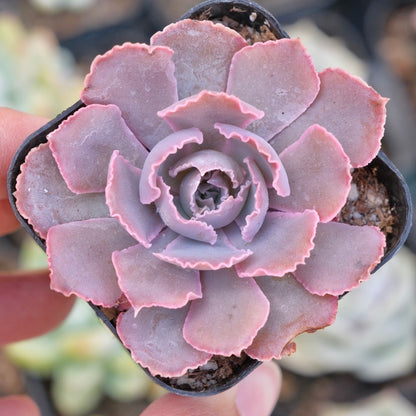 Echeveria shaviana Pink Frills Succulent Plant