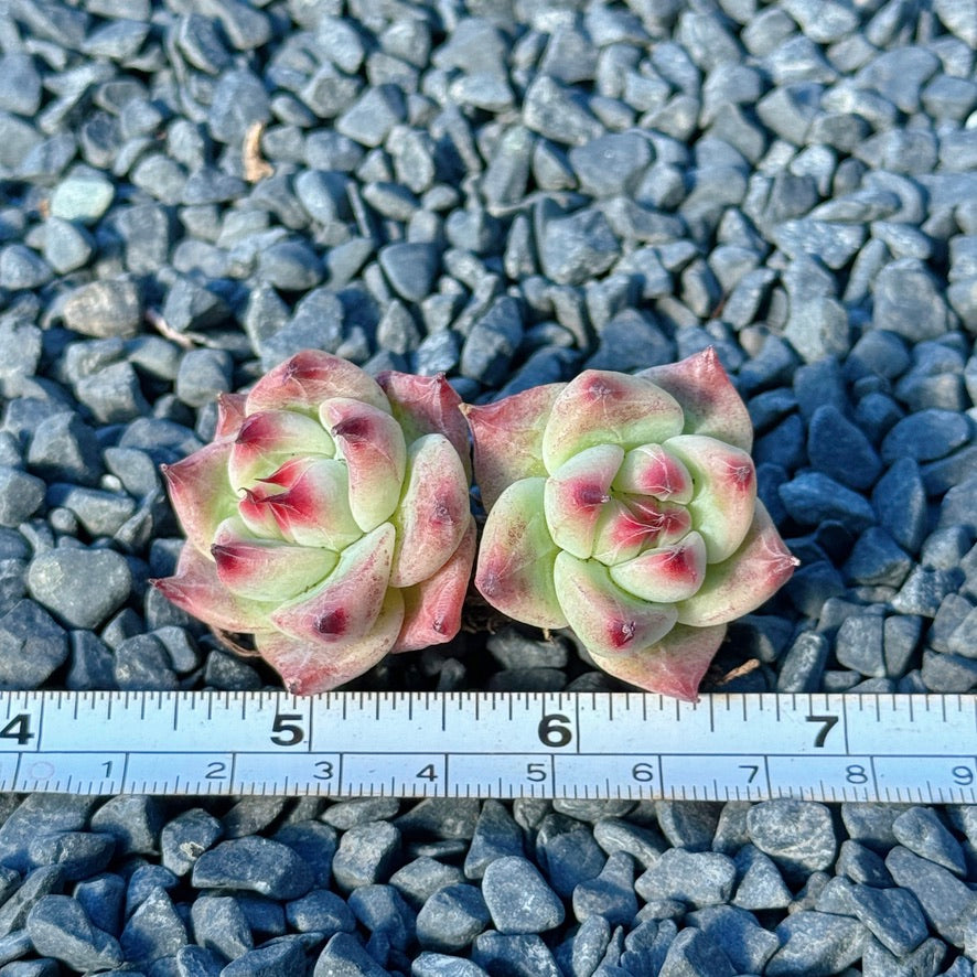 Echeveria Betelgeuse Succulent Plant *New* D